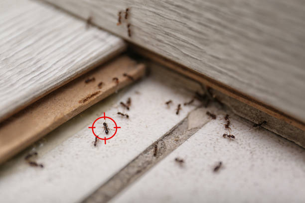 Pest Control Cost in New Lexington, OH